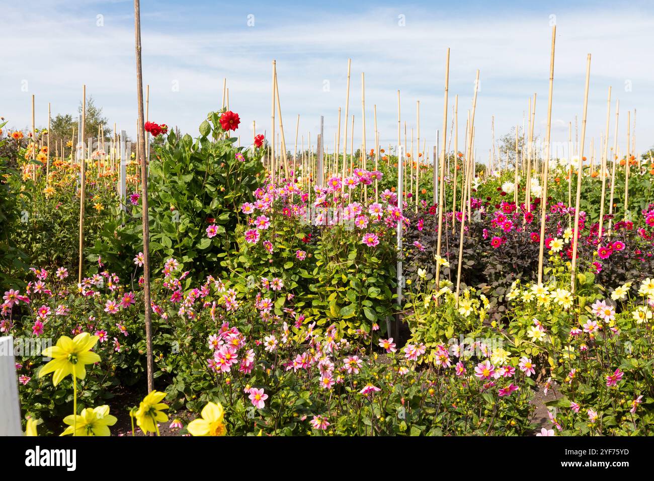 Farbenfroher Dahliengarten in voller Blüte im Herbst in Aalsmeer. Stockfoto