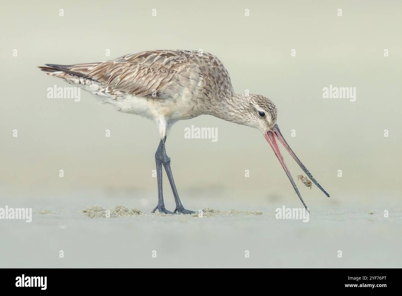 Wilder Barschwanzgottwit (Limosa lapponica), der eine kleine Krabbe an einem Sandstrand, Australien, ernährt Stockfoto