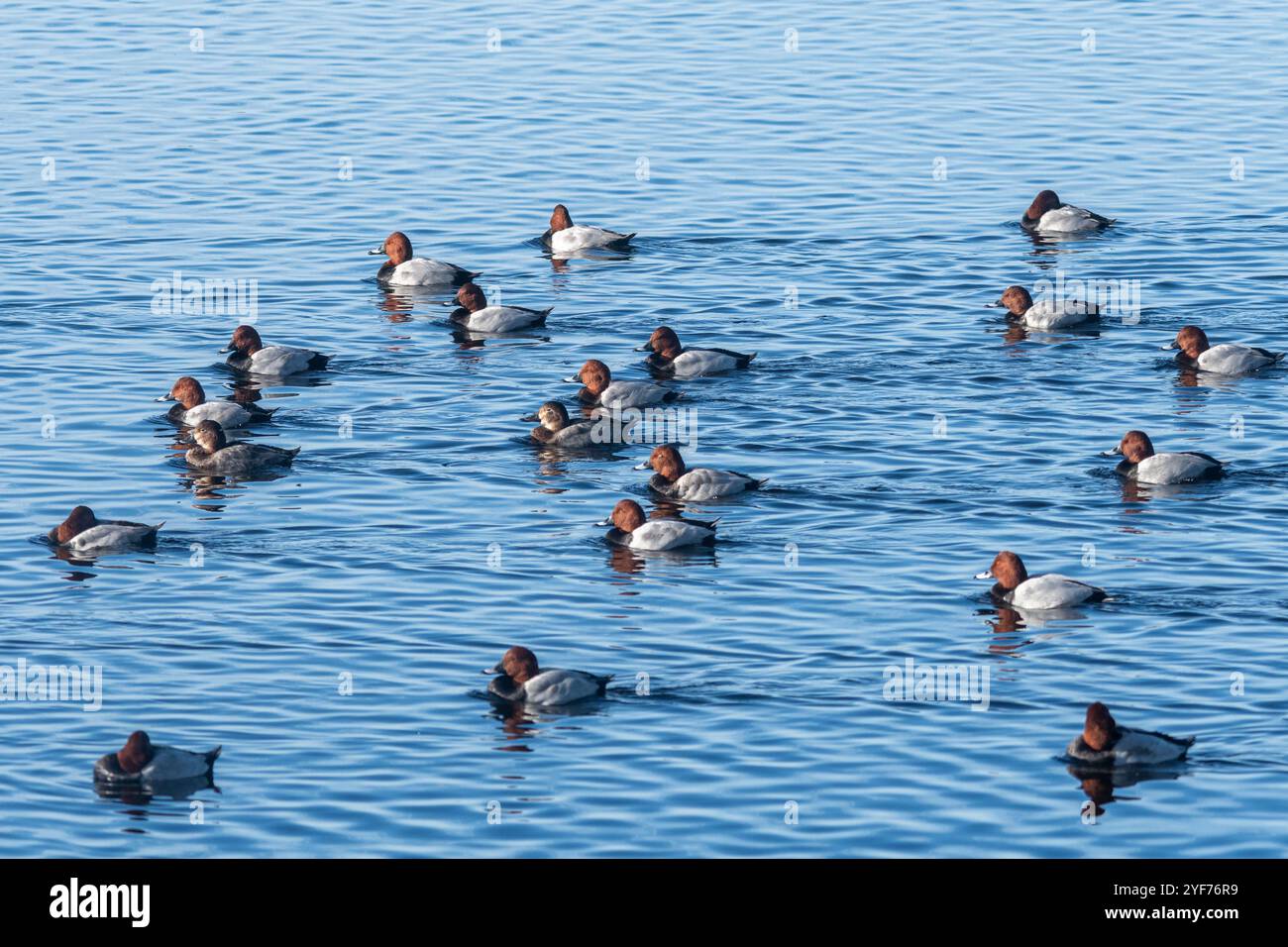 Gruppe von Obstgärten (Aythya ferina), die auf einem See schwimmen, Norfolk, England, Großbritannien. Auch als gewöhnliche Pochard bezeichnet, eine mittelgroße Tauchente Stockfoto