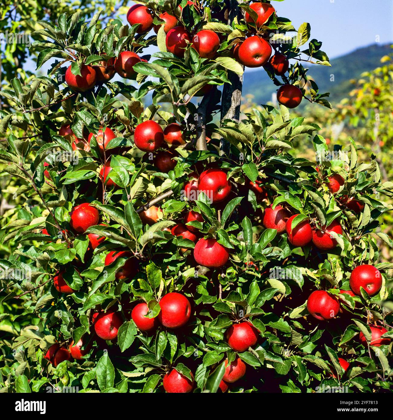 Rote Äpfel, die auf Spalierbäumen Reifen, Schwarzwald, Deutschland, Baden-Württemberg, Deutschland, Europa, Stockfoto