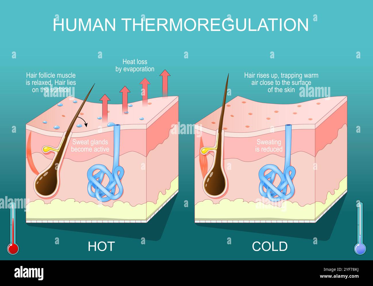Haut in der Thermoregulation. Regulierung der Körpertemperatur. Schweiß gelangt in die Haut und wird von einer Flüssigkeit in einen Dampf umgewandelt. Die Körpertemperatur des Mechanismus Stock Vektor Haut in der Thermoregulation. Regulierung der Körpertemperatur. Schweiß gelangt in die Haut und wird von einer Flüssigkeit in einen Dampf umgewandelt. Die Körpertemperatur des Mechanismus Stock Vektor