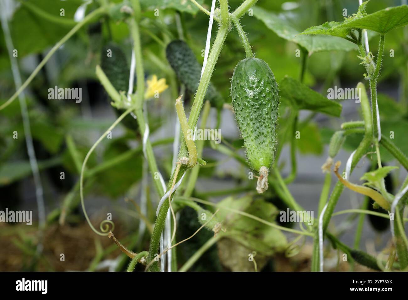 Gurke, grün, frisch, Stilleben, Lebensmittel gesund frische Details, gesunde Landwirtschaft, keine chemischen Zusätze, keine gvo, sauber, Essen Stockfoto