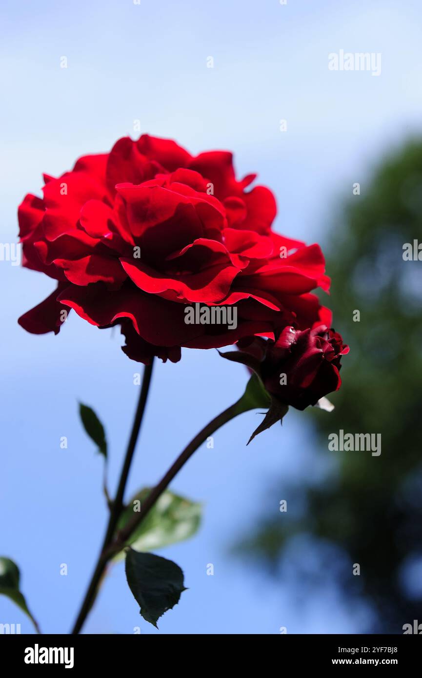 Rosen, Gartenarbeit, Blüte, Blüte, Blüte, Blüten, Botanik, Botanik, Botanik, Extreme, Flora, Blumen, Blumen, Blumen-Biodynamik Stockfoto