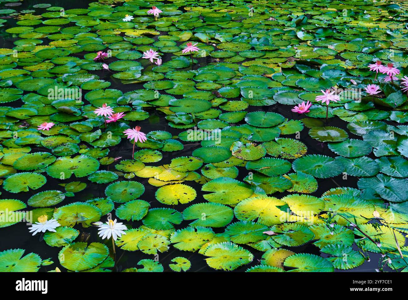 Singapur - 13. August 2024: Lilienteich im Botanischen Garten von Singapur Stockfoto
