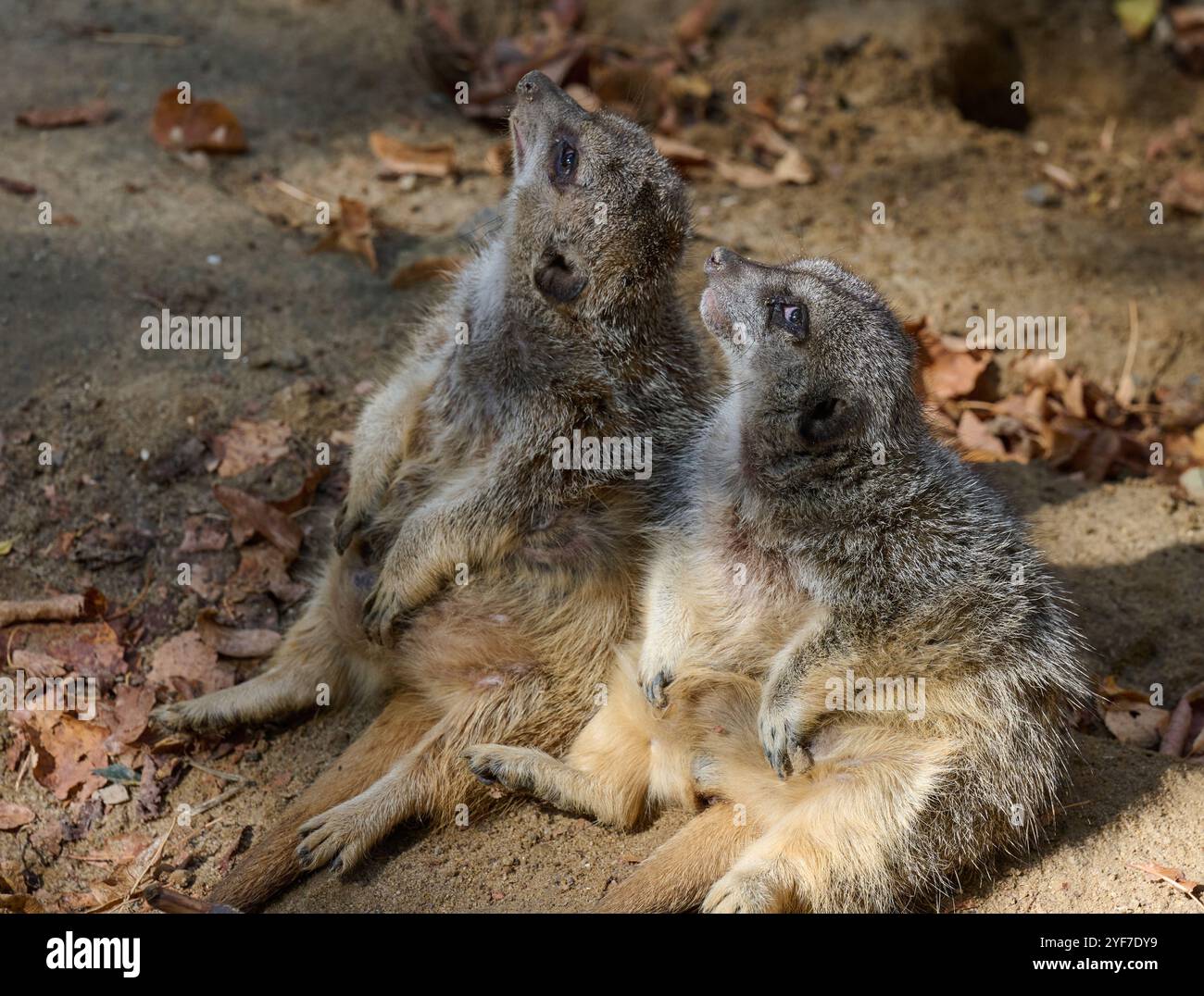 Ein erwachsener Erdmännchen läuft draußen, ein Paar Tiere sitzen Stockfoto