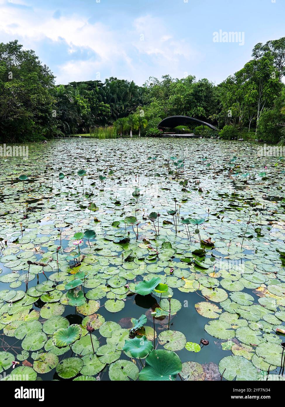 Singapur - 17. August 2024: Blick auf die Kingfisher Wetlands mit Seerosen in Gardens by the Bay, einem Naturschutzgebiet der Stadt Stockfoto