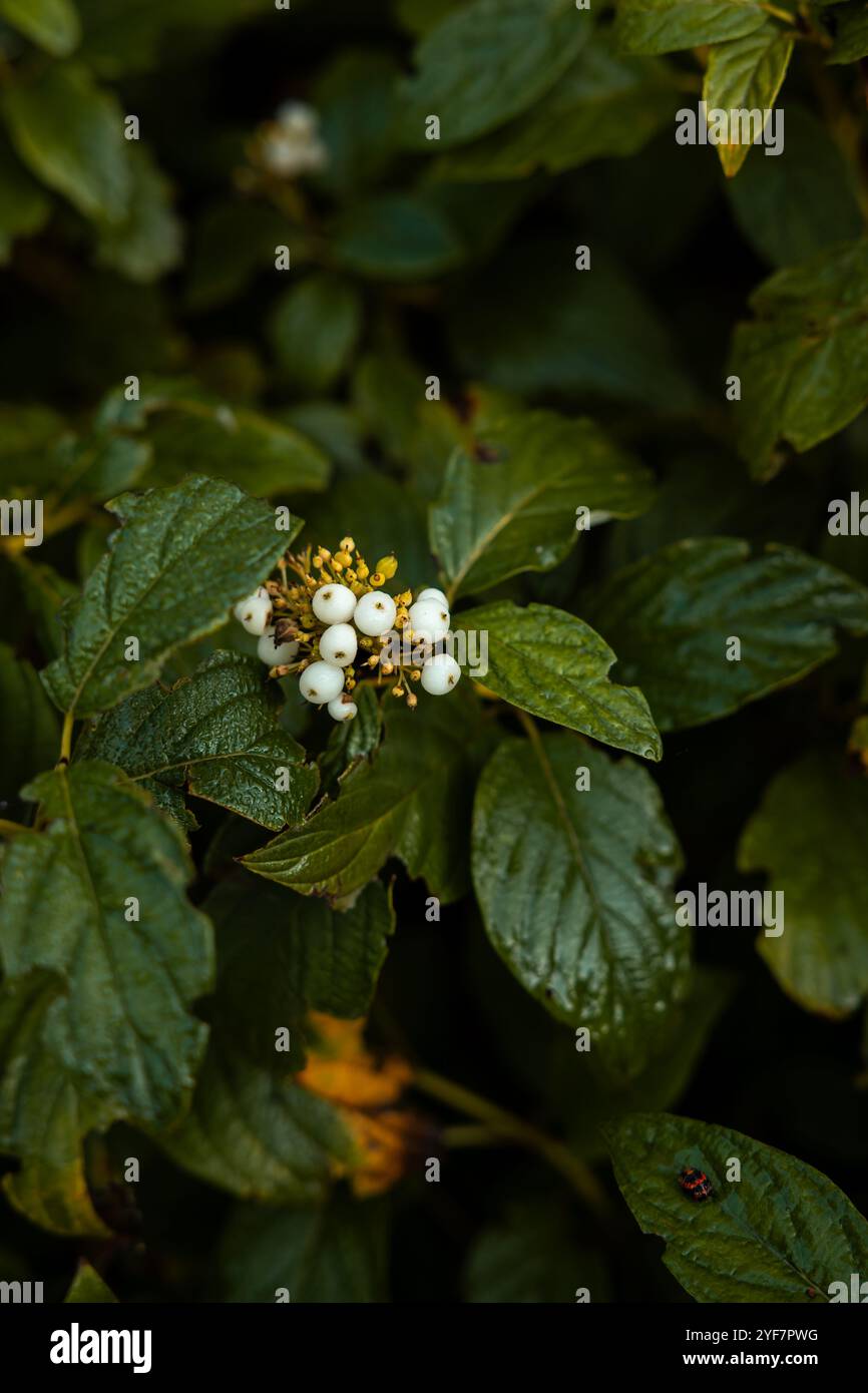 Aus nächster Nähe sehen Sie weiße Beeren in üppigen, glänzend grünen Blättern. Ein kleines Insekt ist auf einem Blatt sichtbar und verleiht der lebendigen Pflanzenszene Leben. Stockfoto