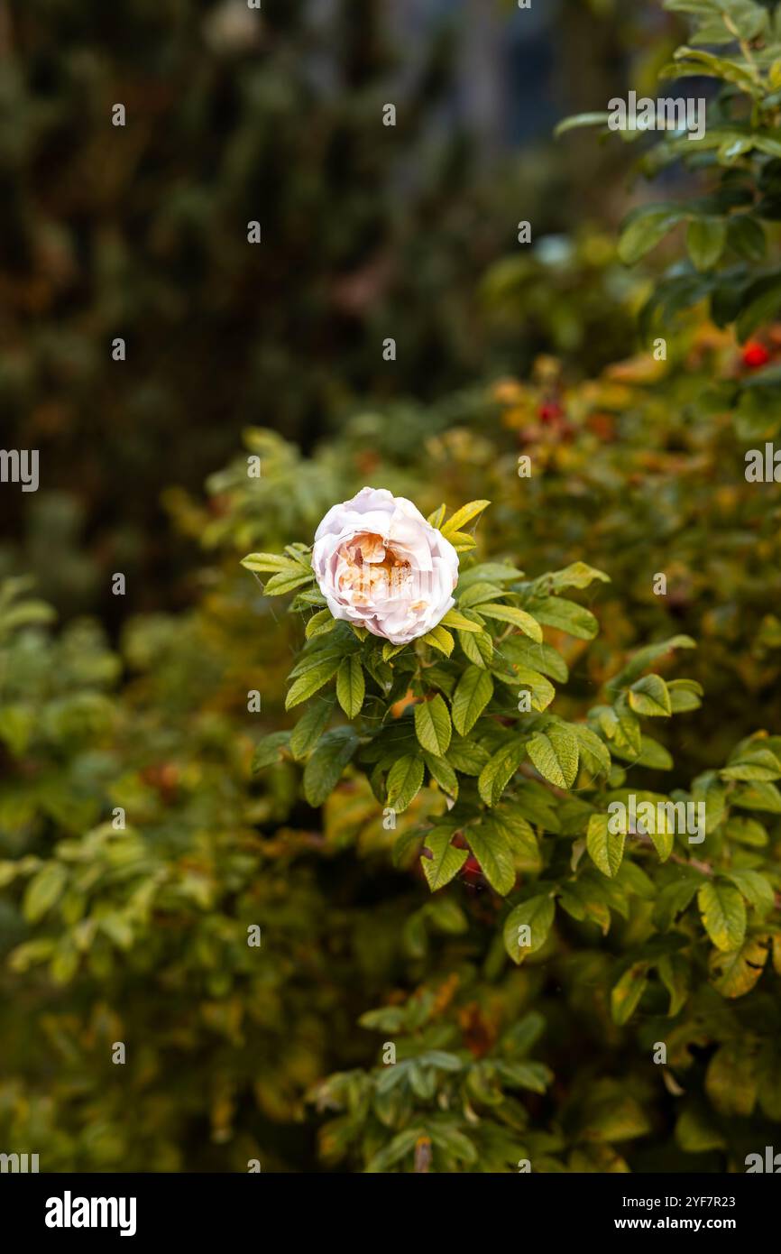 Eine einzelne weiße Rose mit leicht verwelkten Kanten hebt sich von dichtem Grün ab. Rote Beeren schauen durch, was auf eine natürliche Gartenumgebung hindeutet. Stockfoto