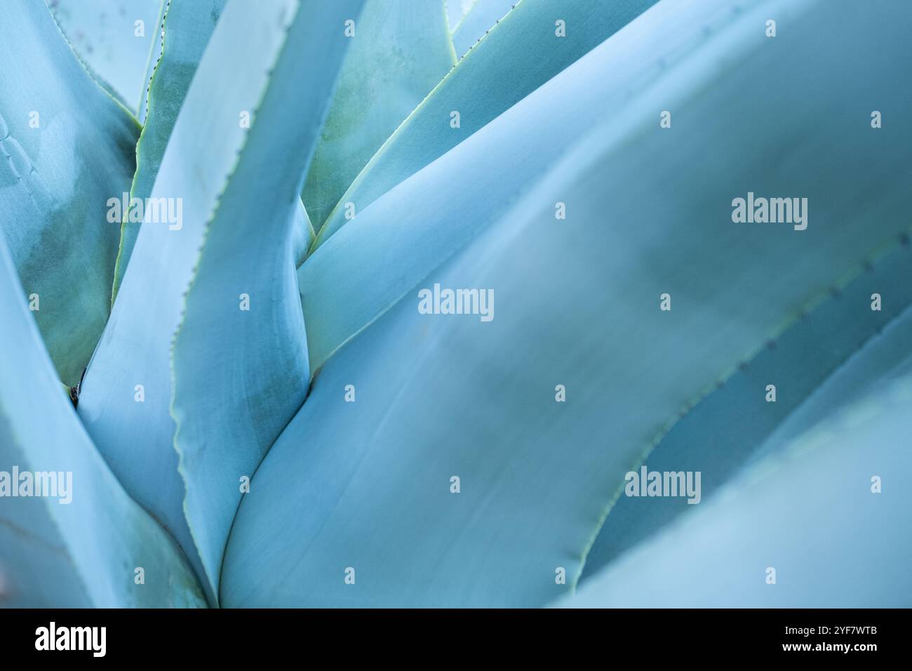 Künstlerische Hintergründe des Herzens einer blauen Agave oder Mahueipflanze mit Dornen. Getränke wie mexikanischer Tequila und Mezcal werden aus dem p Stockfoto