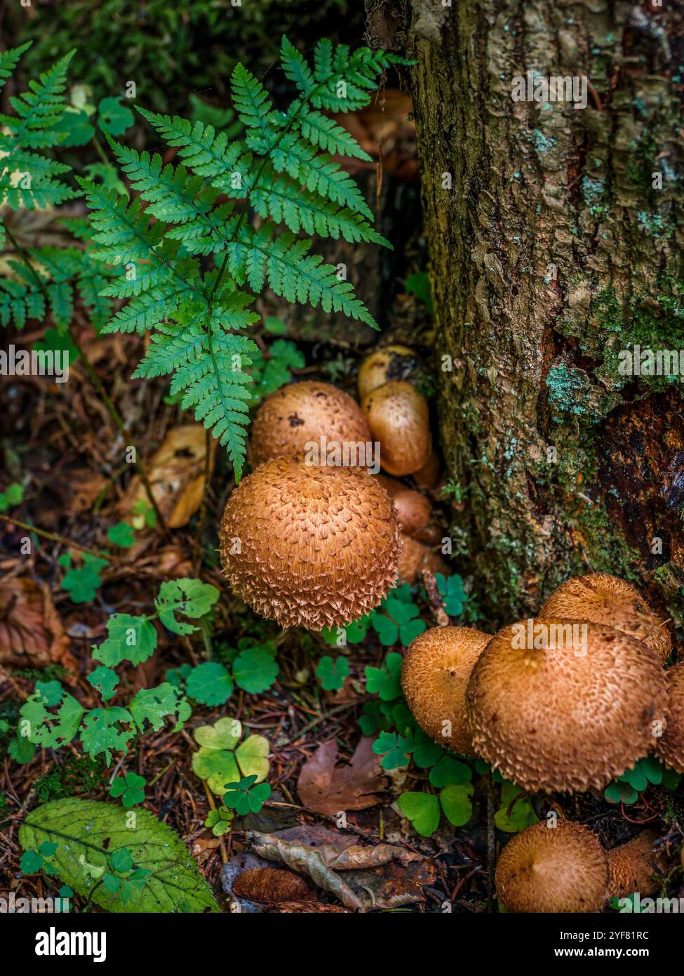 Nahaufnahme einer Gruppe zotteliger Pilze, die auf einem Waldboden zusammenwachsen und die Vielfalt und Schönheit der Natur zeigen Stockfoto