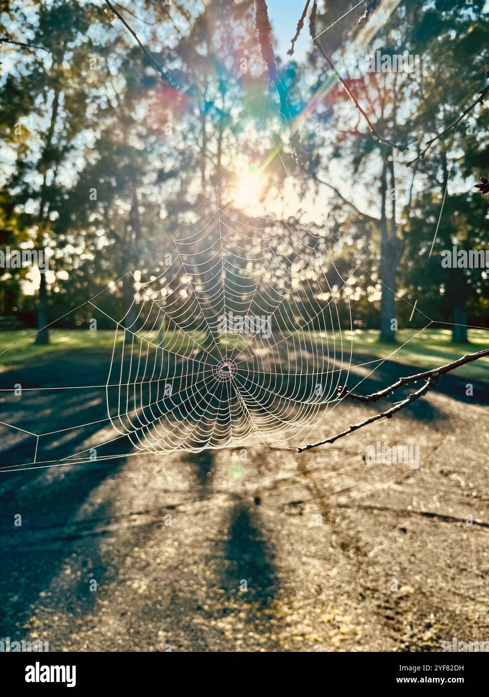 Tauschnürte Spinnennetze fangen den Sonnenaufgang durch Kiefern in Waimauku Neuseeland - Smartphone-aufgenommenes Stockfoto