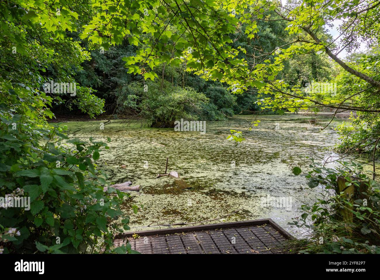 CS Lewis Nature Reserve, Headington, Oxford, Großbritannien. Es befindet sich direkt hinter seinem ehemaligen Haus, den Öfen, und soll eine Inspiration für Narnia sein. Stockfoto