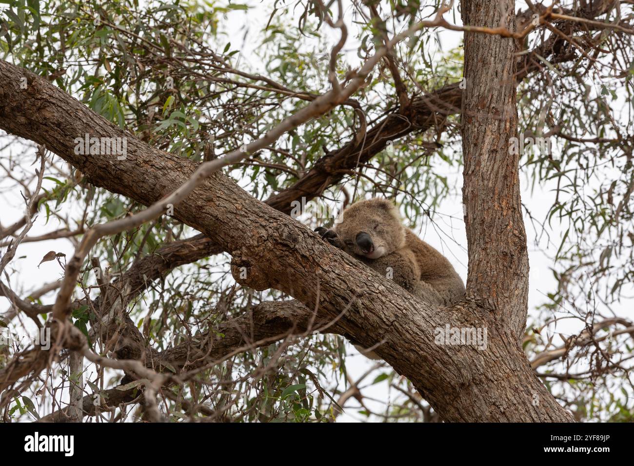 Ein Koala, der in einem Winkel zwischen zwei Zweigen hoch oben in einem Gummibaum schläft, in Lakes Entrance, Victoria, Australien. Stockfoto