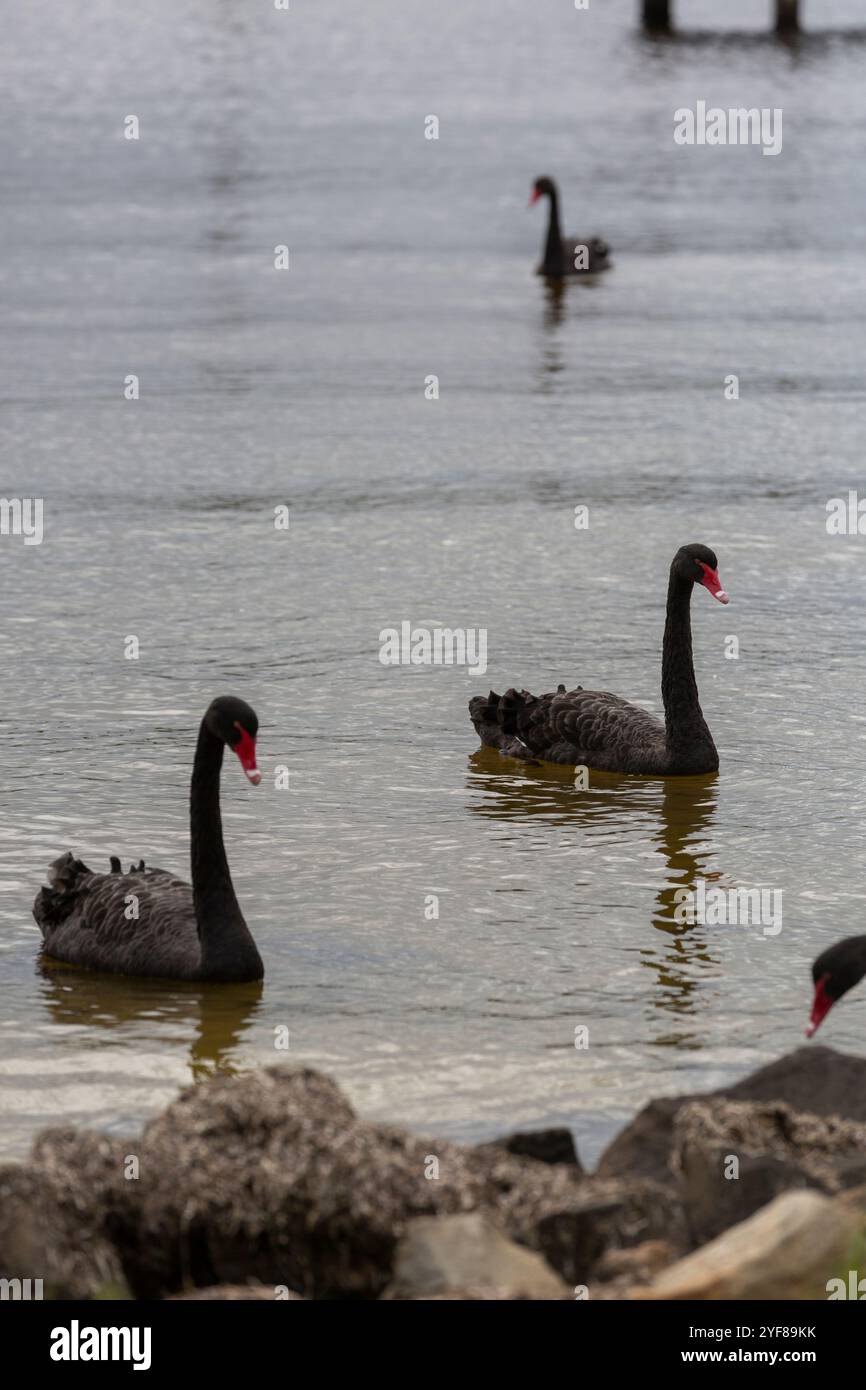 Vier schwarze Schwäne schwimmen in einem See in der Nähe der Küste, mit Felsen im Vordergrund an einem bewölkten Tag im Sommer. Stockfoto