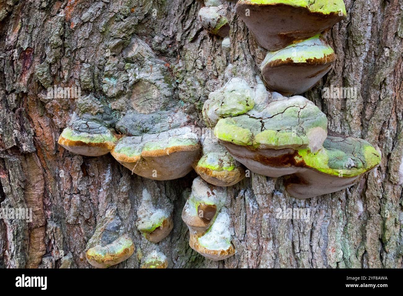 Klappenpilz, der auf altem Laubbaumstamm wächst Bur Oak Quercus macrocarpa Rinde Textur Stockfoto