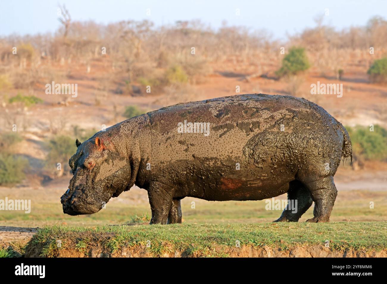 Ein schlammiges Nilpferd (Hippopotamus amphibius) zu Fuß an Land, Chobe National Park, Botswana Stockfoto