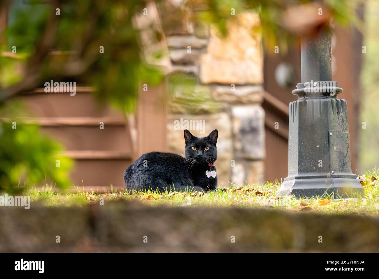 Aufmerksame schwarze Hauskatze, die draußen auf Gras sitzt - Brevard, North Carolina, USA Stockfoto