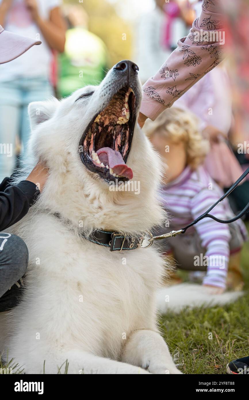 Niedlicher Hund bei einer Veranstaltung mit Leuten Stockfoto