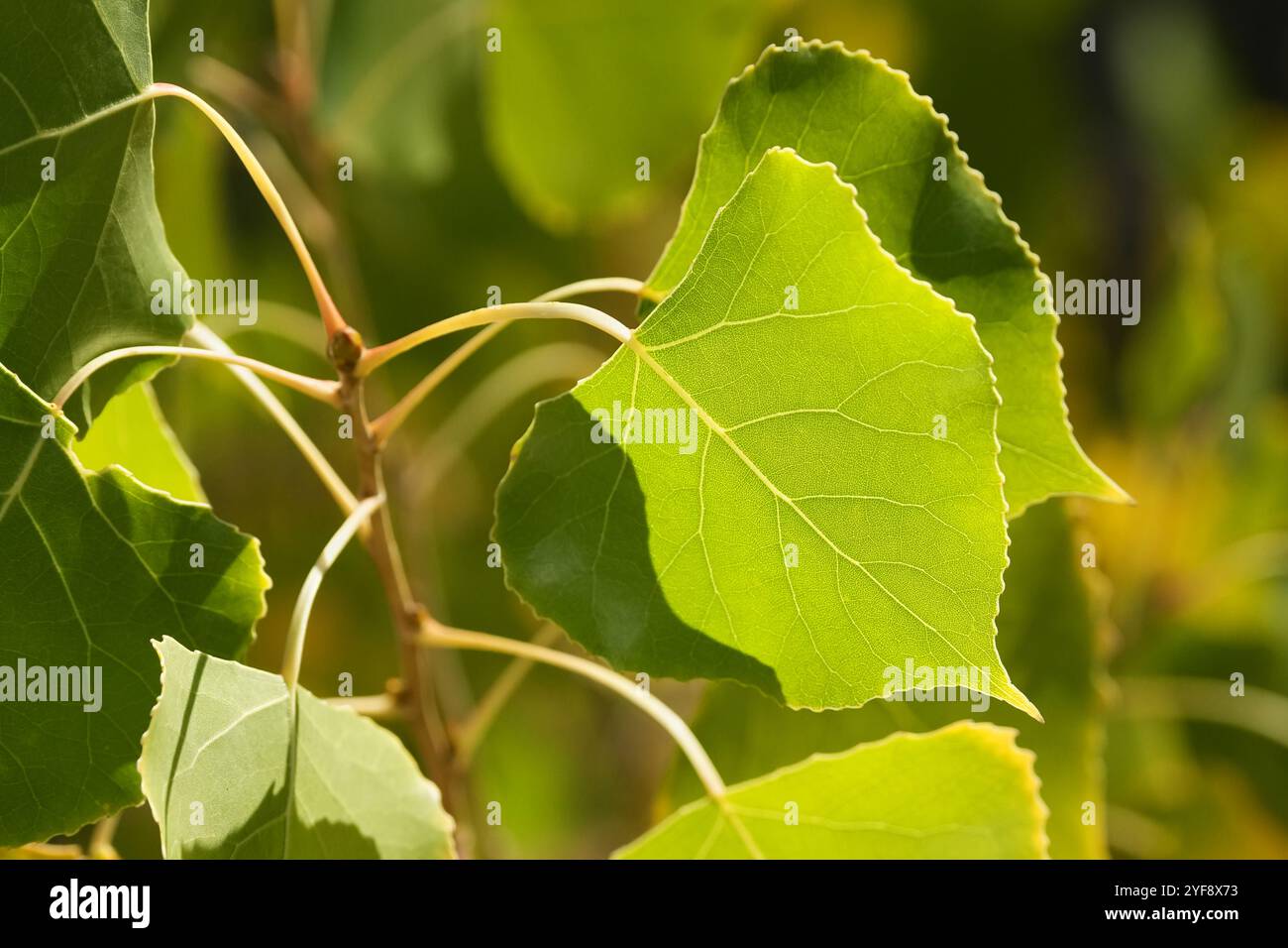 Sommer-Baumwollblätter Stockfoto