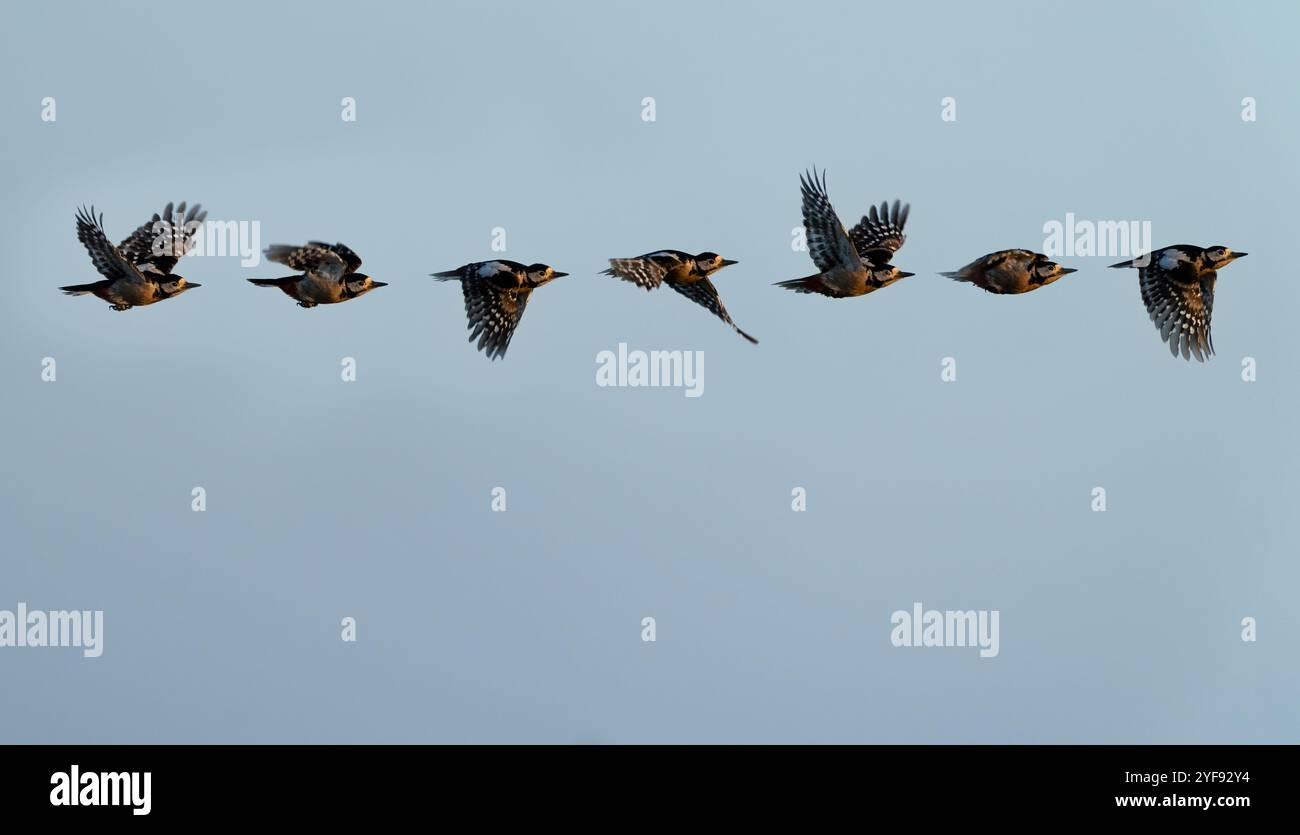 Im Flug Komposit eines weiblichen Großspechtes (Dendrocopos Major), Norfolk Stockfoto