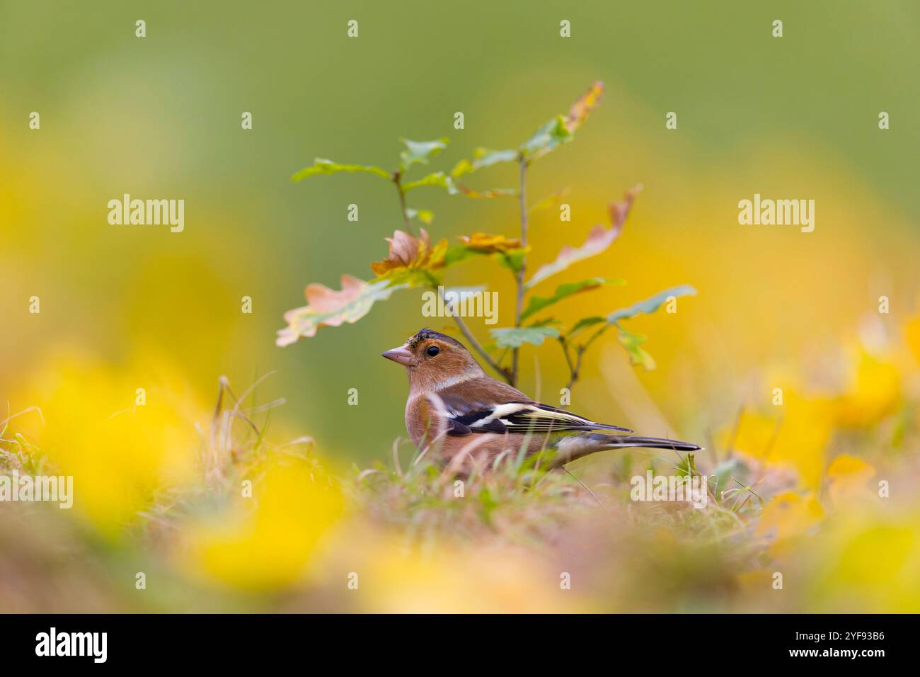Fringilla coelebs, erwachsener Mann unter englischer Eiche Quercus robur, Setzling, Suffolk, England, Oktober Stockfoto