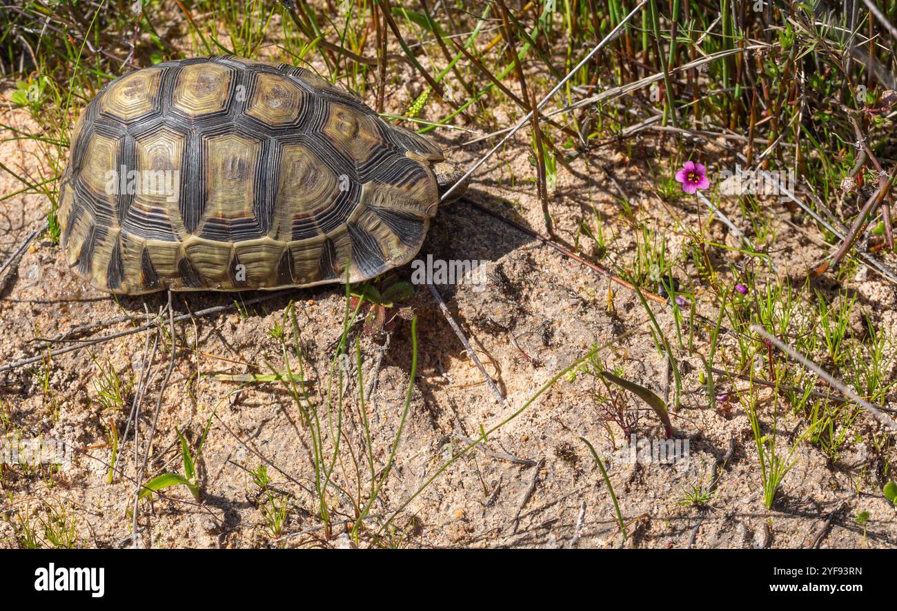 Die Rotbauchschildkröte in der Nähe von Darling im Westkap von Südafrika Stockfoto