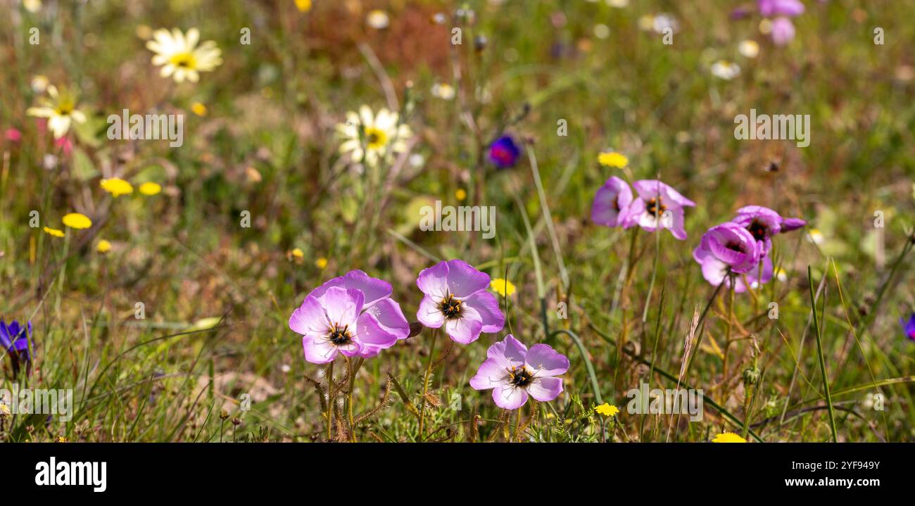 Fleischfressende Pflanzen: Rosa blühende Drosera cistiflora im natürlichen Lebensraum bei Darling im Westkap von Südafrika Stockfoto