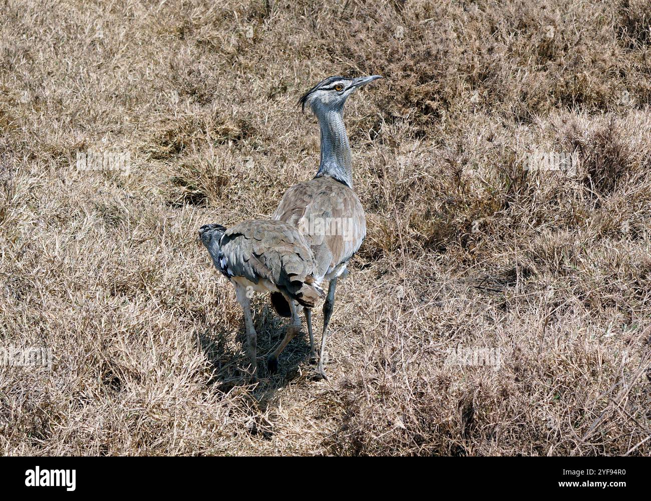 Tolle Trappe im serengeti Park in tansania Stockfoto