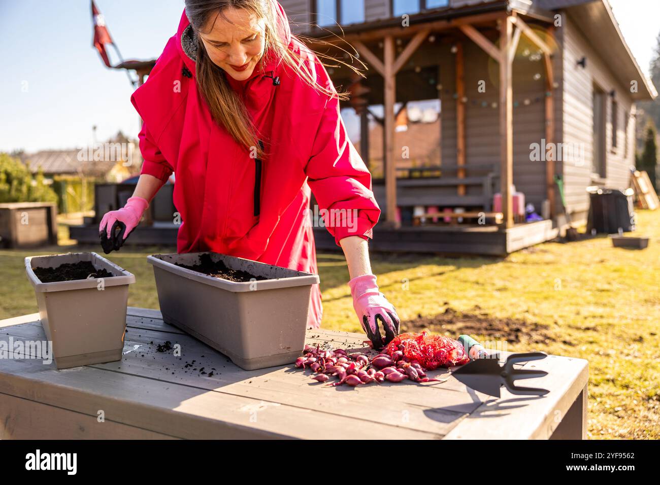 Frau in leuchtend rosafarbener Kleidung, die Zwiebelsets in einem Containergarten pflanzt, während der knackigen Frühjahrsmorgen Stockfoto