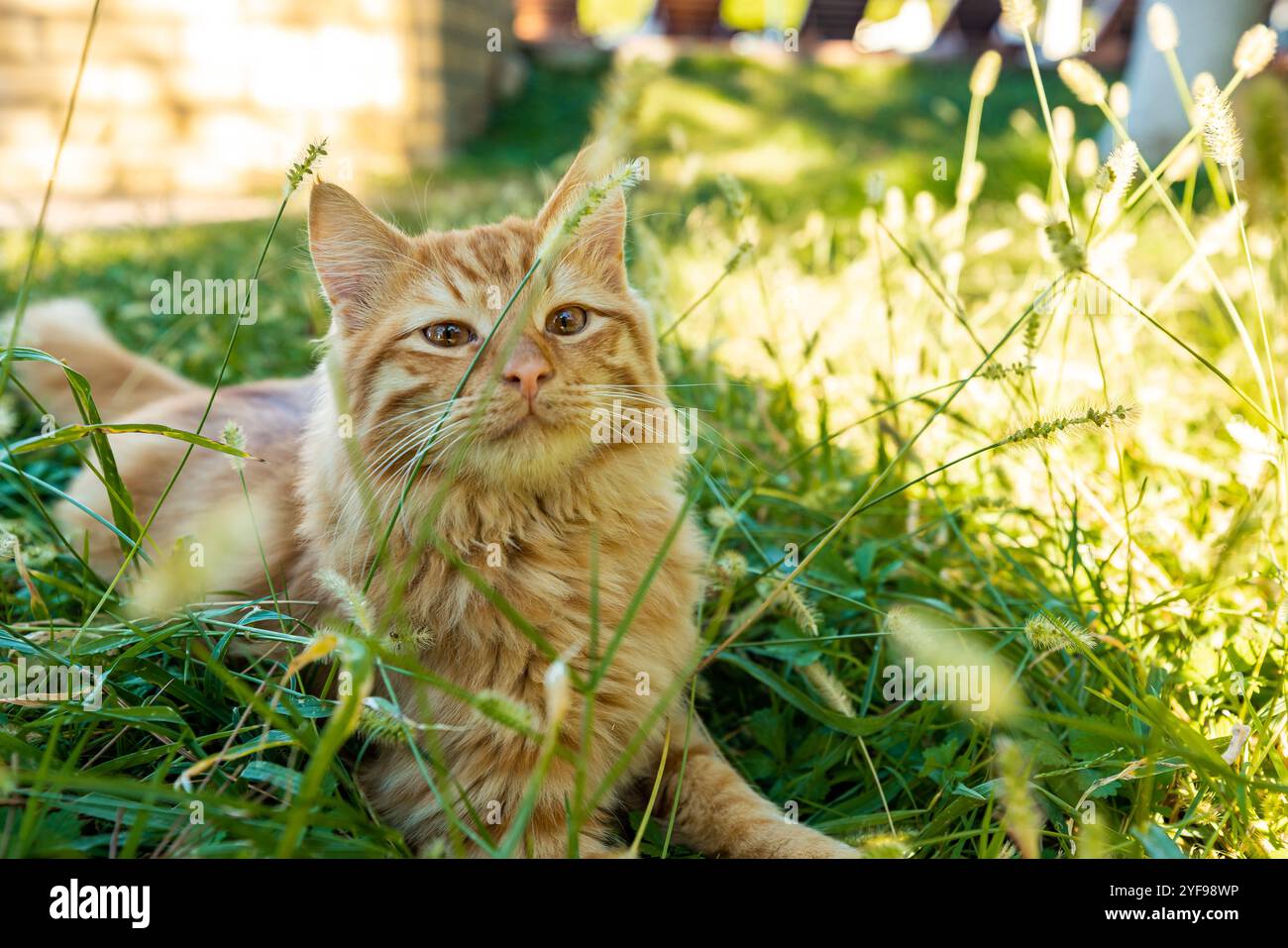 Schöne Ingwerkatze, die in der Sonne im Gras liegt und die einfachen Freuden des Lebens genießt Stockfoto