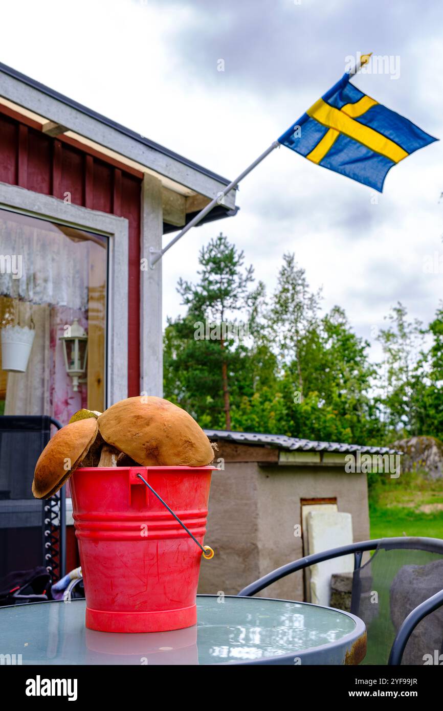 Eimer voller frisch geernteter Speisepilze auf einem Gartentisch vor einem Ferienhaus mit schwedischer Flagge in Blekinge, Schweden. Stockfoto