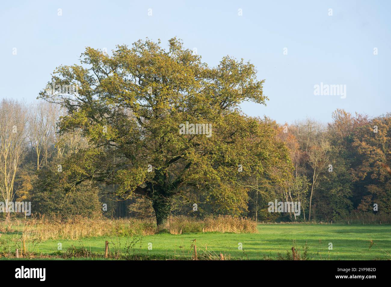 Majestätische Eiche auf einer Wiese mit Wald im Hintergrund im Herbst, Niederlande Stockfoto