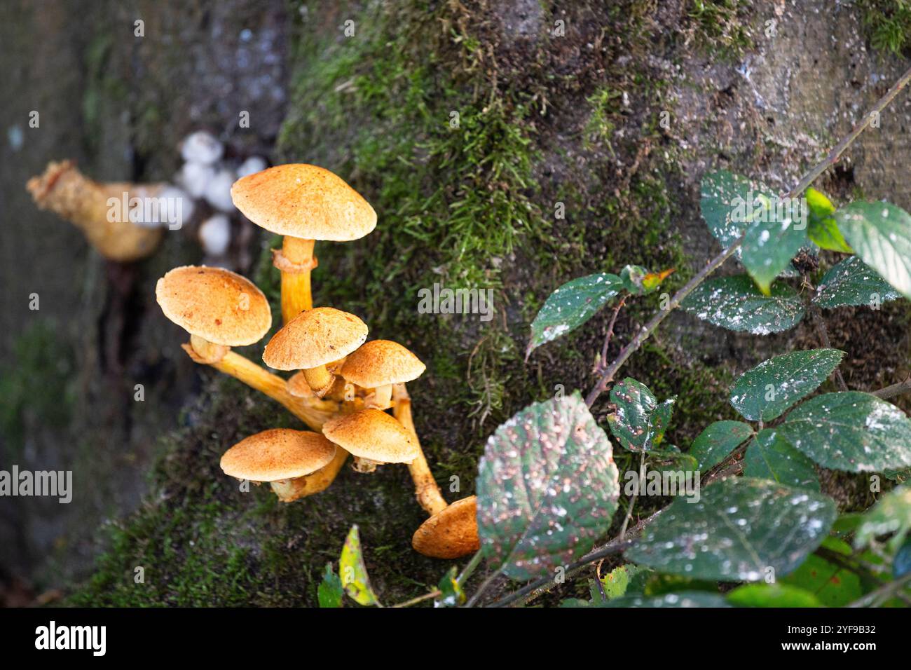 Pilze wachsen am Stamm eines Baumes in den Niederlanden, Europa Stockfoto