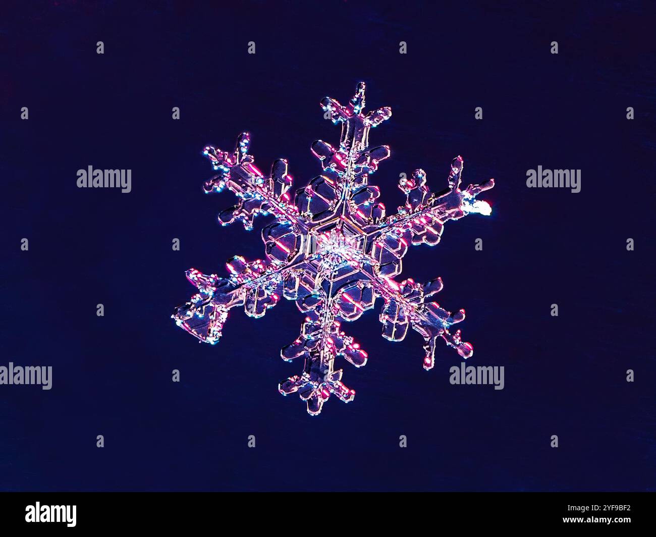 Super Makrofotografie von Schneeflocken. Schneeflocke Naturkristall einzeln isoliert auf dunkelblauem Hintergrund, transparenter abstrakter Fotohintergrund Stockfoto