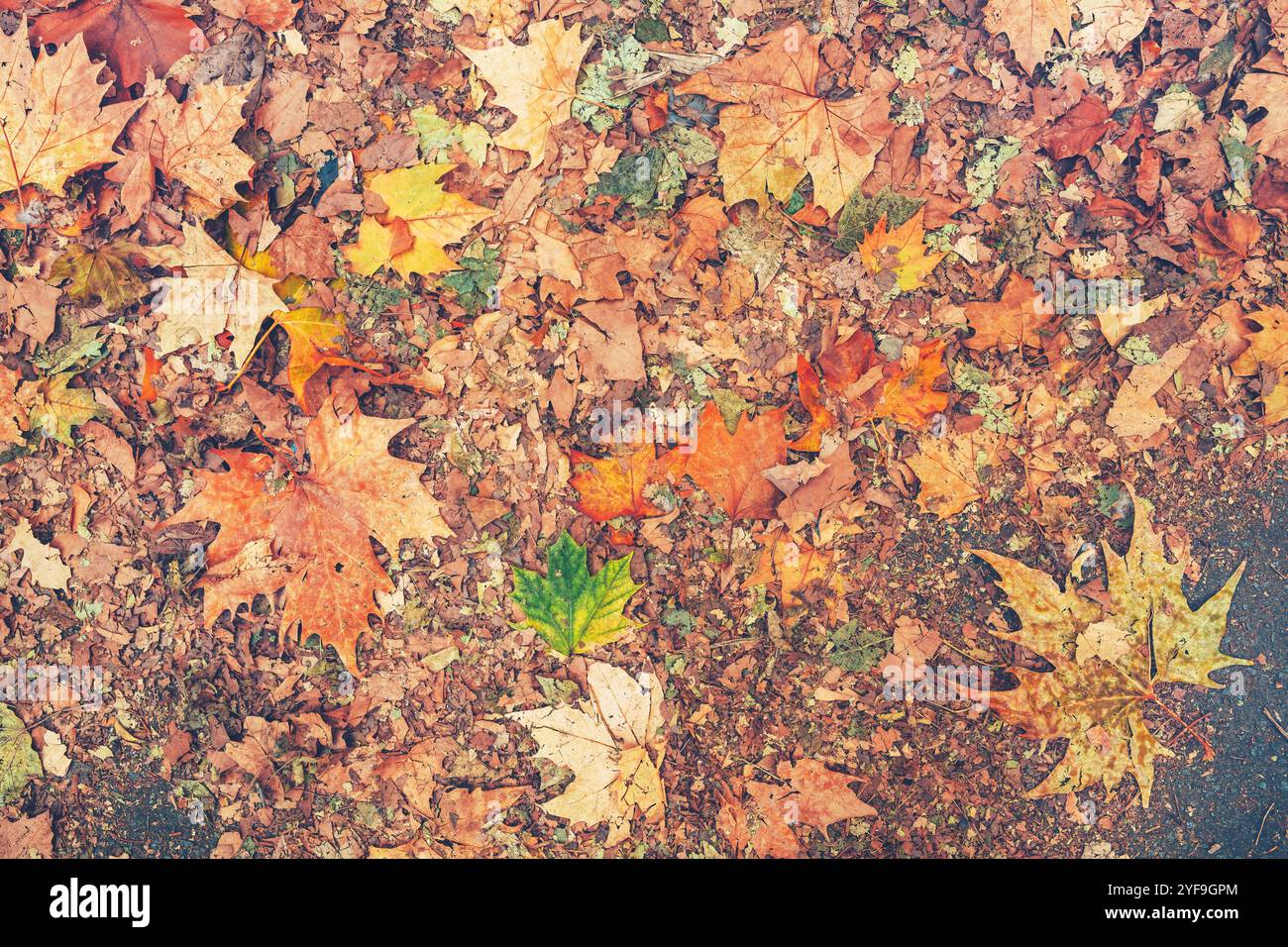 Herbstblattfarbe, verschiedene Farben Ahornblätter auf dem Boden, natürlicher saisonaler Hintergrund, Blick von oben Stockfoto