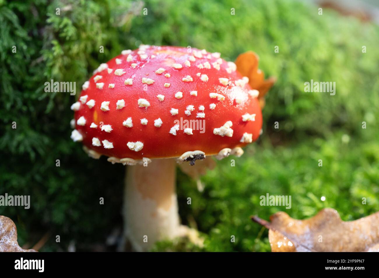 Perfekter, giftiger, rot-weißer Fliegenpilz/Krötenhocker mit grünem Moos und gefallenen Eichenblättern. Amanita muscaria Stockfoto