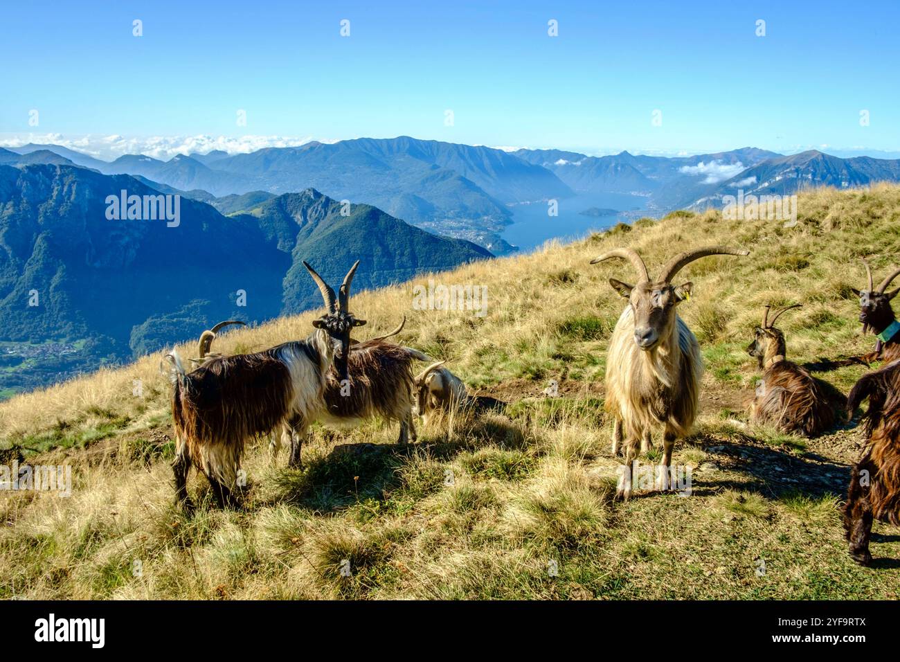 Eine Herde Ziegen Capra mit langen Hörnern weidet in den Oberitalienischen Bergen um den Comersee auf dem Monte Croce di Muggio, Lecco, Lombardei, Italien. Ziegenherde in den Bergen. *** Eine Herde von Capra-Ziegen mit langen Hörnern weidet in den norditalienischen Bergen rund um den Comer See auf dem Monte Croce di Muggio, Lecco, Lombardei, Italien Ziegenherde in den Bergen Stockfoto