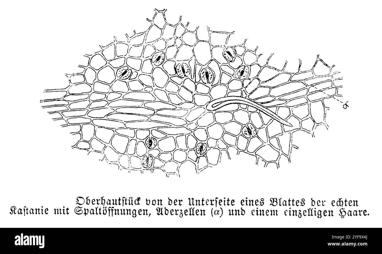 Echte Kastanie: Epidermis von der Unterseite des Blattes, mit Stomata, Venen und Haaren, anonym (Botanik-Buch, 1889), echte Kastanie: Oberhaut von der Blattunterseite, mit Spaltöffnungen, Aderzellen und Haar, Véritable châtaignier: épiderme de la face inférieure de la feuille, avec stomates, veines et cheveux Stockfoto