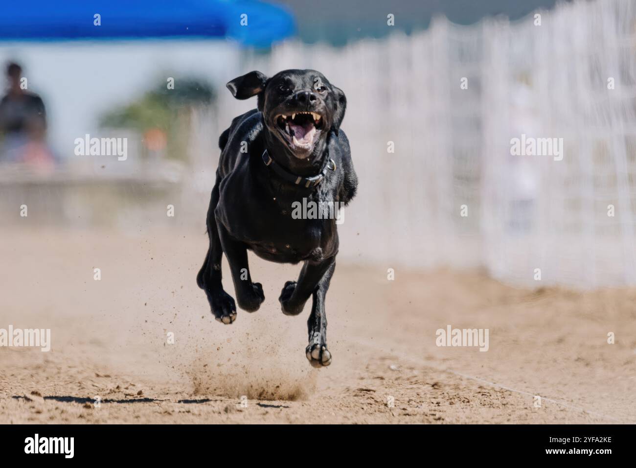 Black Labrador Retriever Lab Lure Course Sprint Dog Sport Stockfoto