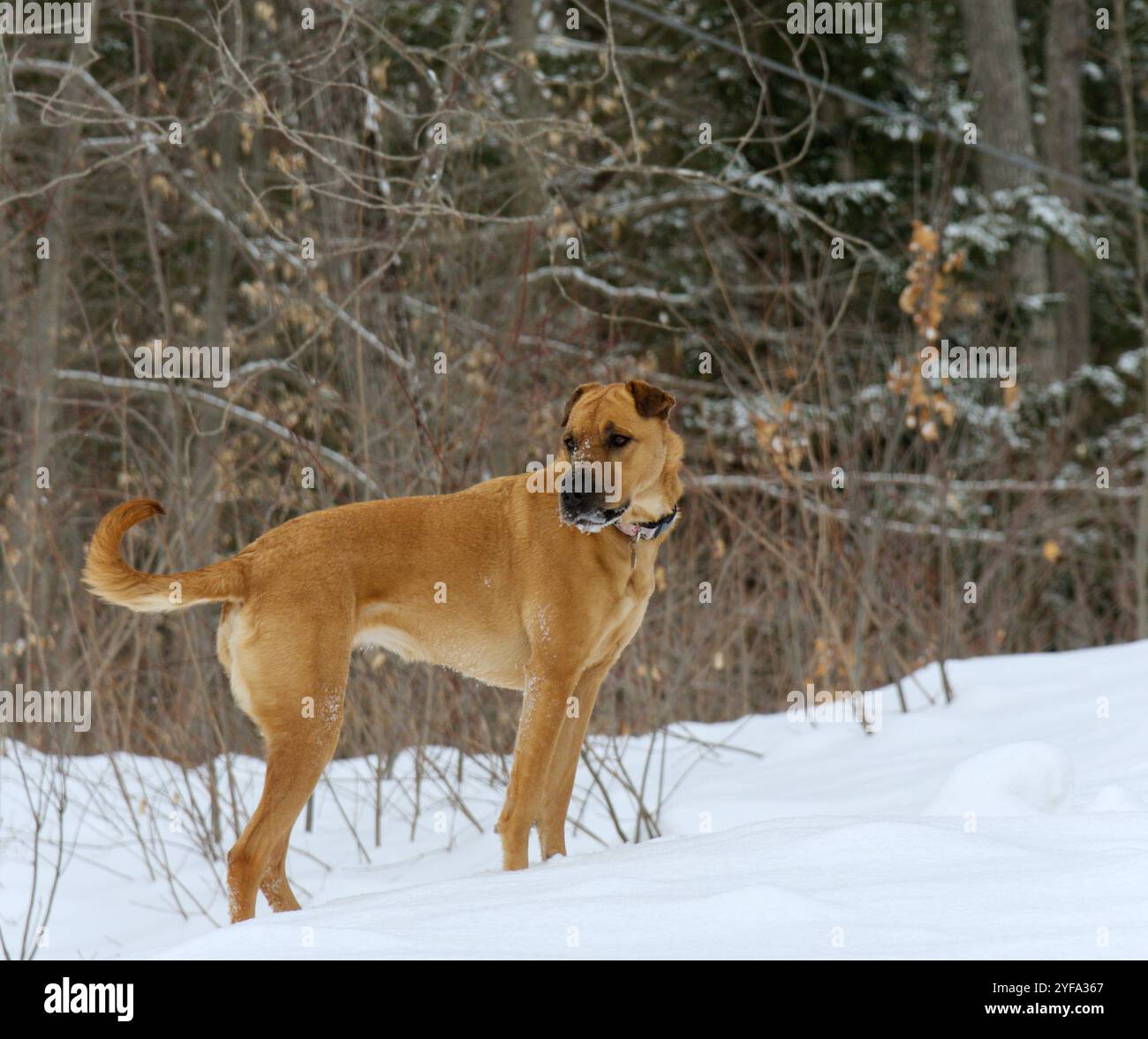 Schneebänken-Suchbaum für Hunde-Winter Stockfoto