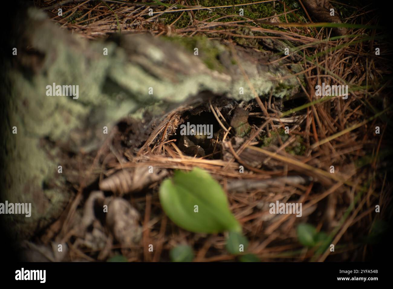 Schlange, die aus einem Loch im Waldboden blickt Stockfoto