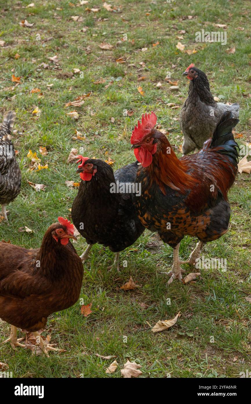 Gruppe von Hühnern, die auf Gras in einer natürlichen Umgebung im Freien stehen Stockfoto