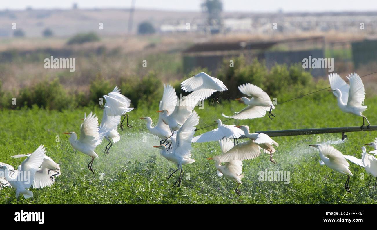 Rinderreiher ruhende und fliegende Vögel auf landwirtschaftlichem Feld während des Gießens. Zypern Stockfoto