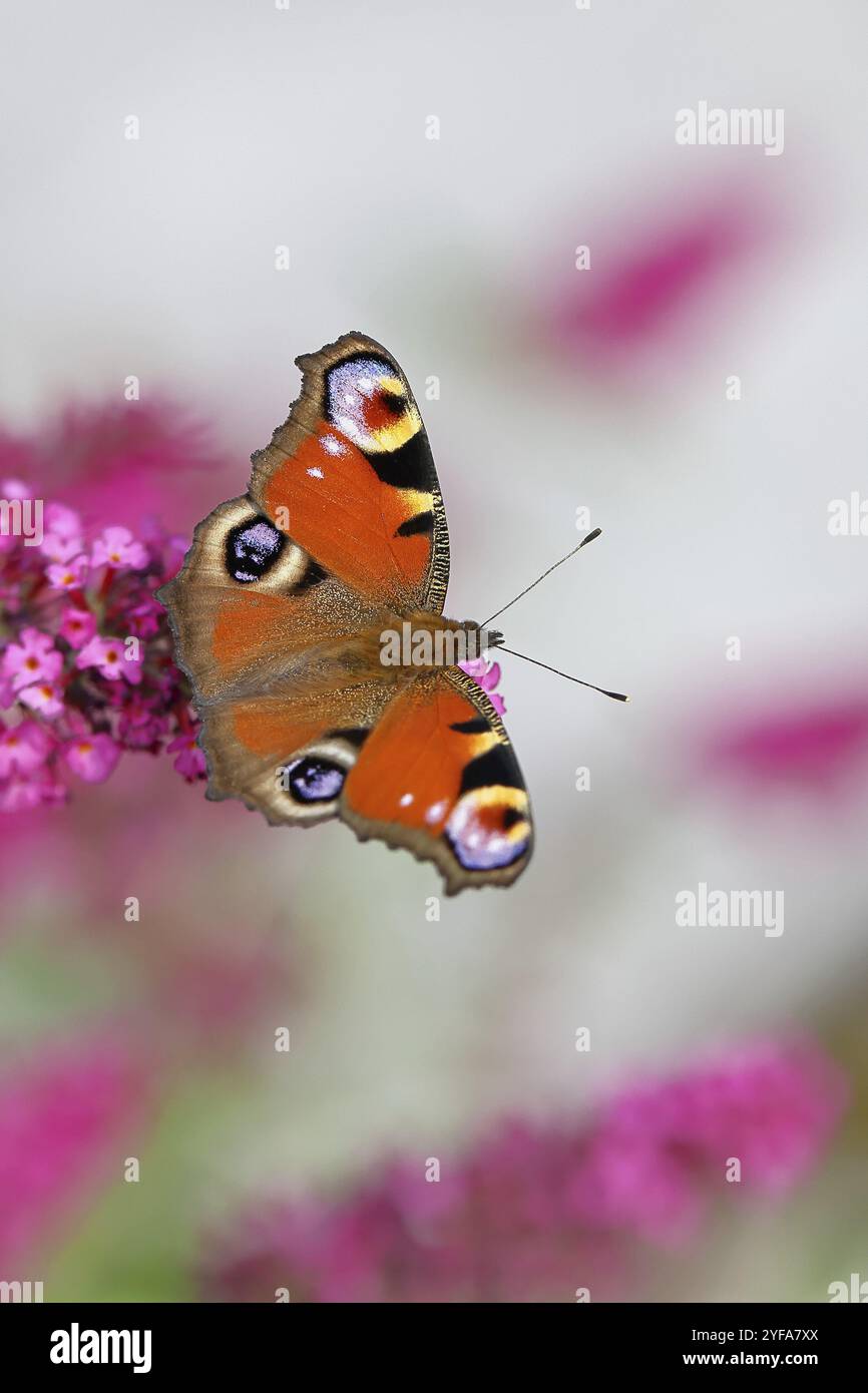 Pfauenfalter (Inachis io) saugt Nektar an Schmetterlingsstrauch (Buddleja davidii), in einer natürlichen Umgebung in freier Wildbahn, Nahaufnahme, Tierwelt, Insekten Stockfoto