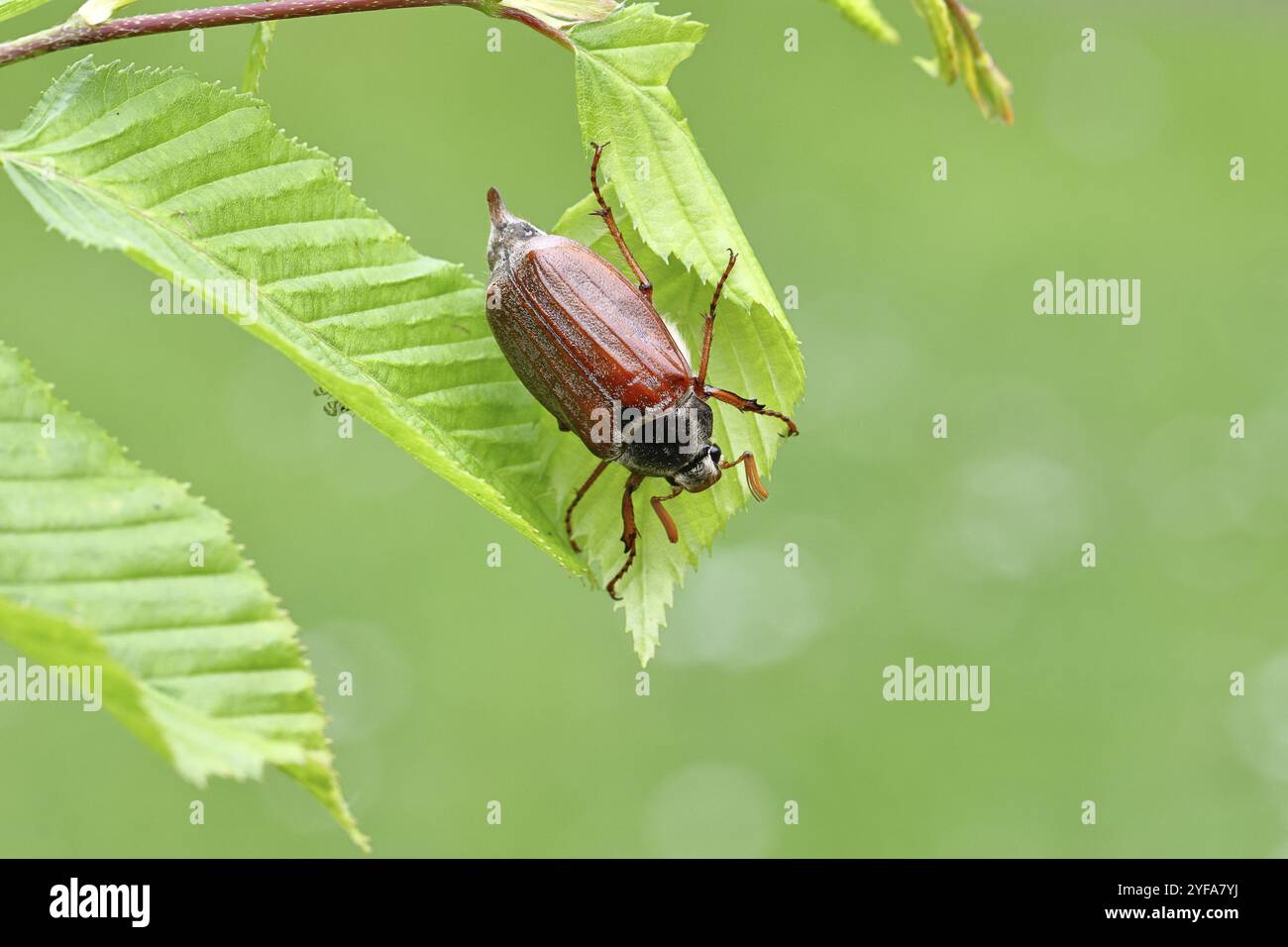 Holzhackenhäher (Melolontha hippocastani), männlich, auf Blättern einer Hainbuche (Carpinus betulus), Wilnsdorf, Nordrhein-Westfalen, Deutschland, Europa Stockfoto