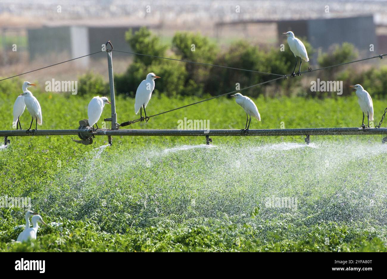Rinderreiher ruhende und fliegende Vögel auf landwirtschaftlichem Feld während des Gießens. Zypern Stockfoto