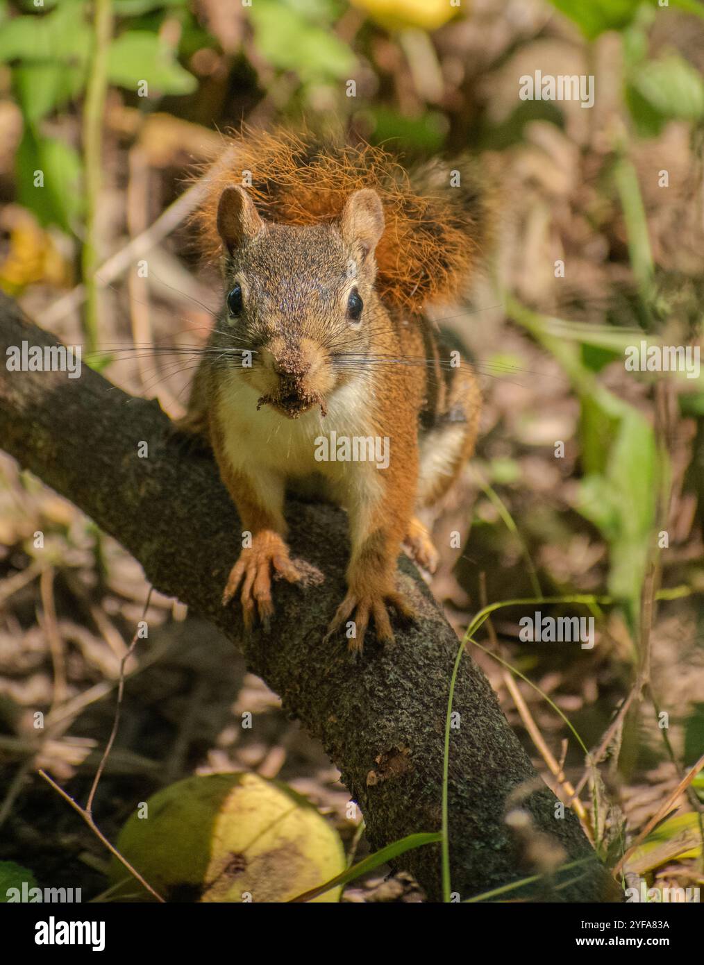 Eichhörnchen auf einem Ast Stockfoto