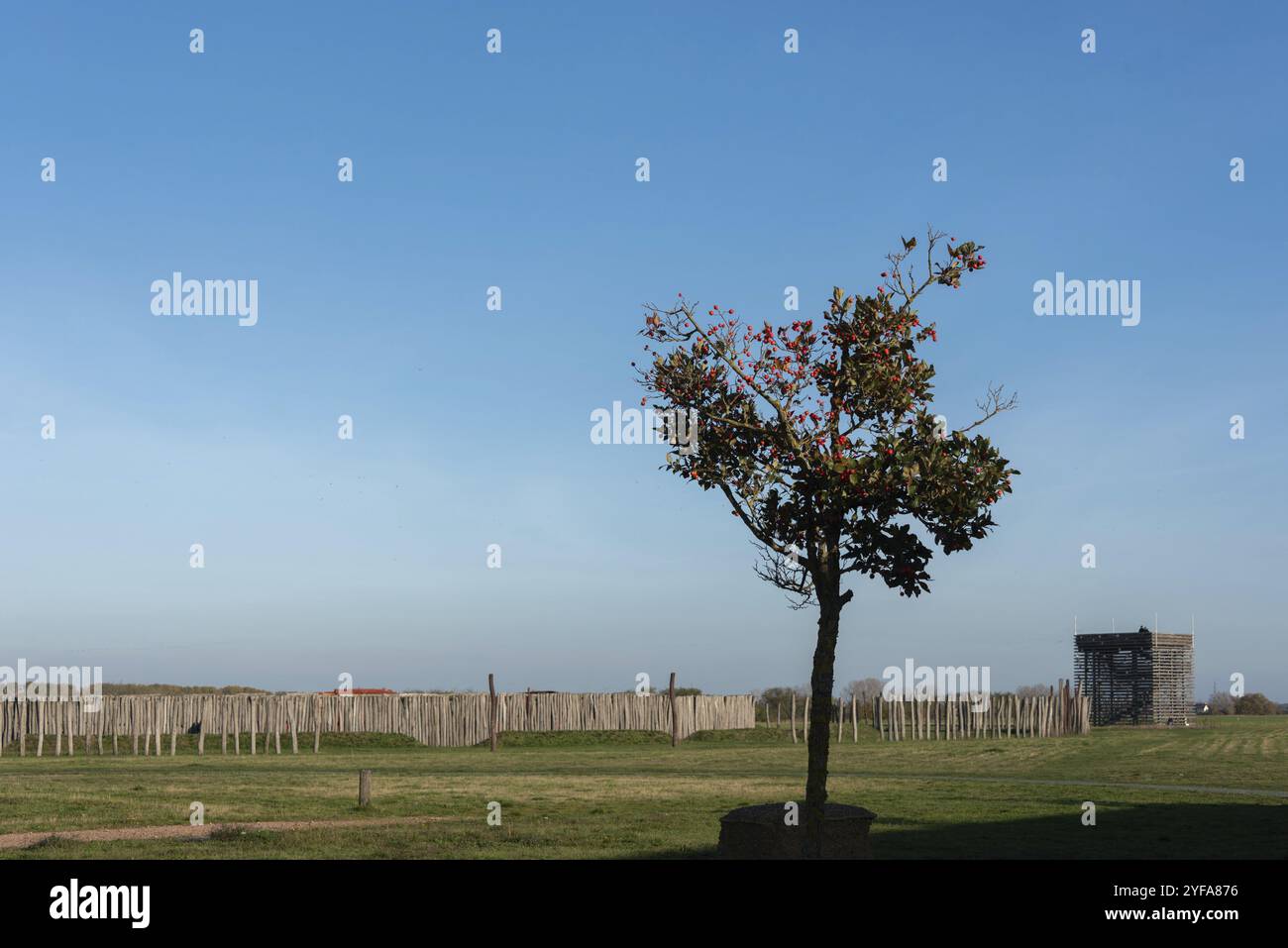 Einzelner Baum mit roten Früchten, vor dem Ringheiligtum Poemmelte, prähistorischer Kreisgraben, Poemmelte, Zackmuende, Sachsen-Anhalt, Keim Stockfoto