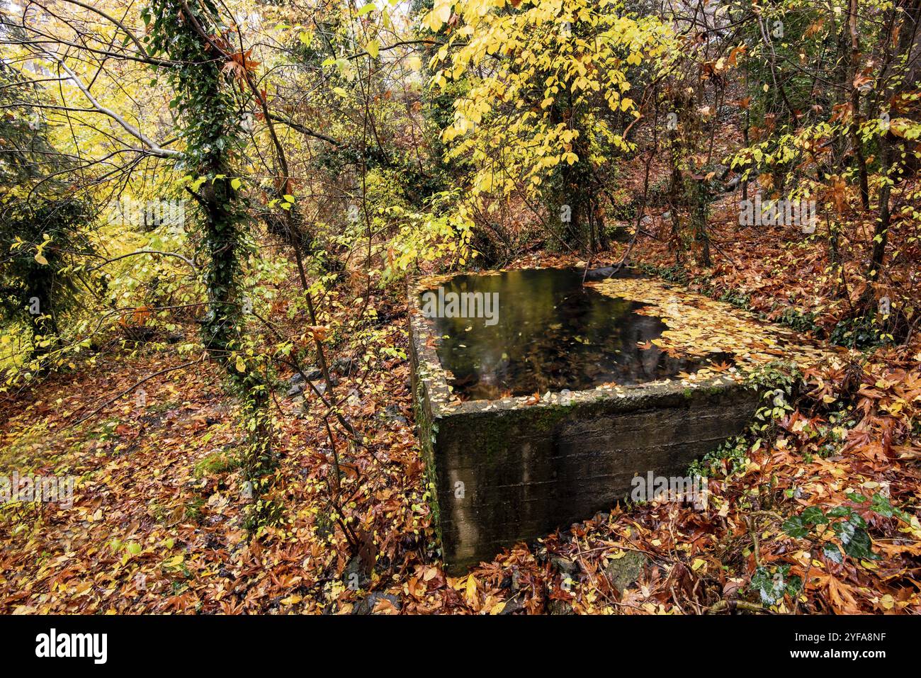 Herbstlandschaft Wasserreservoir und gelbe Blätter auf dem Boden. Troodos Wald Zypern Stockfoto