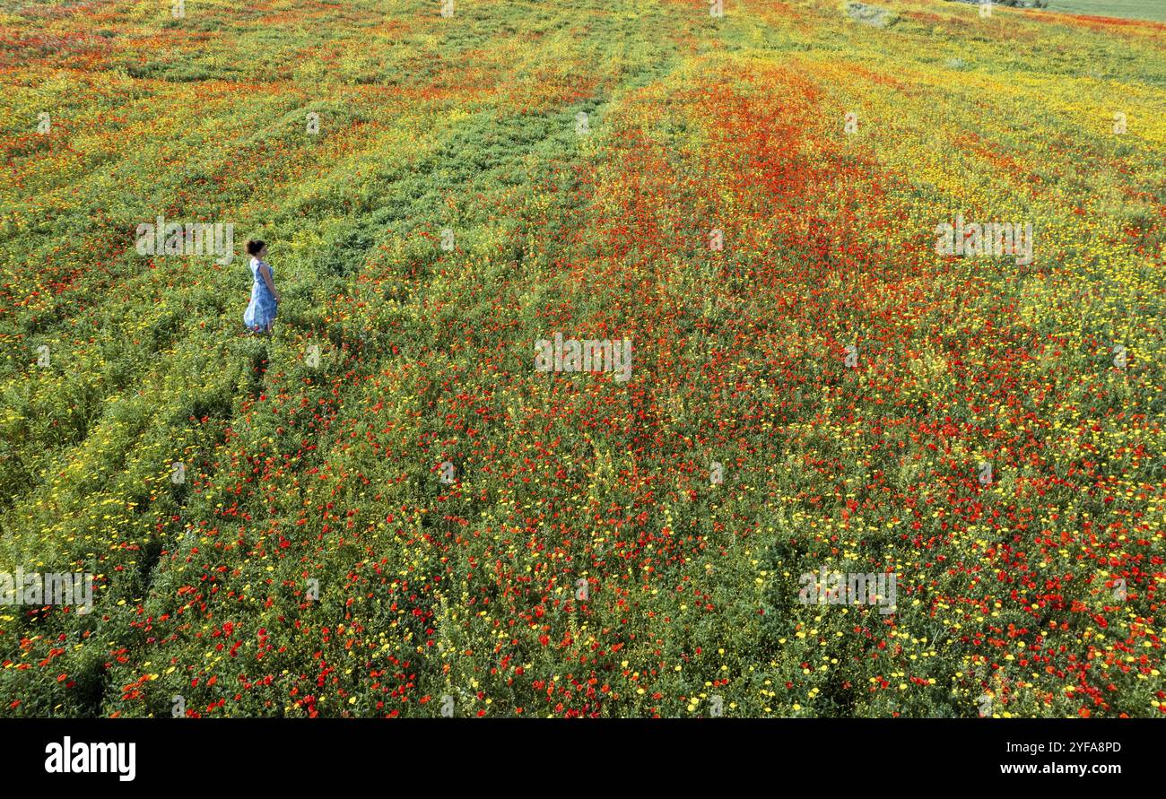 Drohnenbild einer Frau, die auf dem Frühlingsfeld mit roten und gelben Blüten läuft Stockfoto